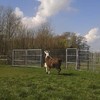 Vrolijke lama geniet van het lekkere weer