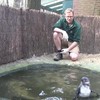Pinguïns in Amersfoort krijgen zwemles