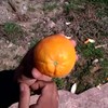 Trucje met sekssinaasappel