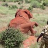 Meneer olifant redden.