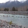 Kudde wapiti's aan het ochtendzwemmen in Canada