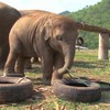 Blije olifantjes spelen met autobanden