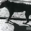 Beelden v/d laatste Tasmaanse tijger 1932