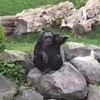 Stoute gorilla