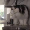 Kat wil water drinken