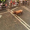 Stier in Pamplona verwondt drie renners