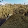 Jagende leeuw met GoPro