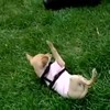 Chihuahua speelt met Duitse dog