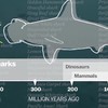 Er klopt geen fuck van Discovery's Shark Week