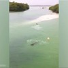 Krokodil achtervolgt zwemmer in Mexico