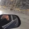Niet fucken met een grizzlybeer