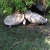 Turtle & Turtle