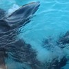 Orca jaagt met aas