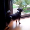 Hond doet mee met luchtalarm