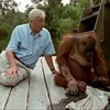 Orang Oetangs zijn mensen