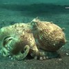 Octopus is schelpensteler