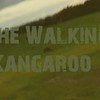 The Walking Kangaroo