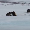 Bulldozer zakt door het ijs