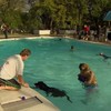 Het zwembad is van de honden