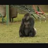 Gorilla loopt rechtop