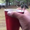 Kolibri's hebben dorst