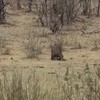 Olifant steekt buffel kapotdood