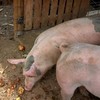 How-to een heel varken roosteren