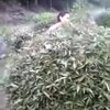 Chinese tuinvrouw vindt vogelnestje