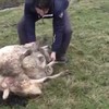 How-to een schapie omrollen
