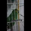 Vogel kent een liedje