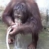 Orang Oetan doet douchen