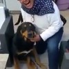 Rottweiler speelt Duitse Herder