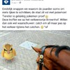 Paarden vs Pokemon