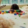 Orang-oetan maakt bouwwerk