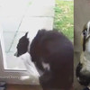 Let the Doggies Hit the Floor