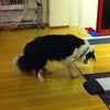 Hond versus bowlingbaan