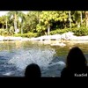 Steeldief dolfijn wil iPad jatten