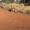 Kangoeroe ontmoet baby's