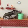Hamster doet Mario level IRL