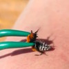Gekkie laat zich prikken door mierwesp