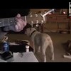 Hond is Nirvana fan