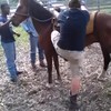 Paard wil niet