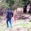 Kangoeroe heeft hond in wurggreep