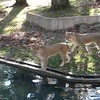 Aww! Bambi ontsnapt aan leeuw