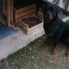 Rottweiler luistert goed