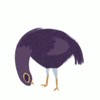 Purple Trash Dove