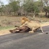 Leeuwen pakken buffel