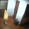 Houdini hond ontsnapt uit ziekenhuis