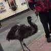 It's a fucking emu!