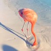 Op vakantie met de flamingo's